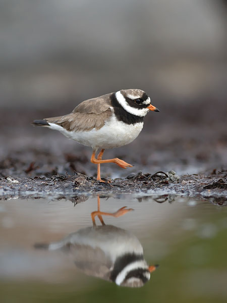 Tylli, Common Ringed Plover, Charadrius hiaticula